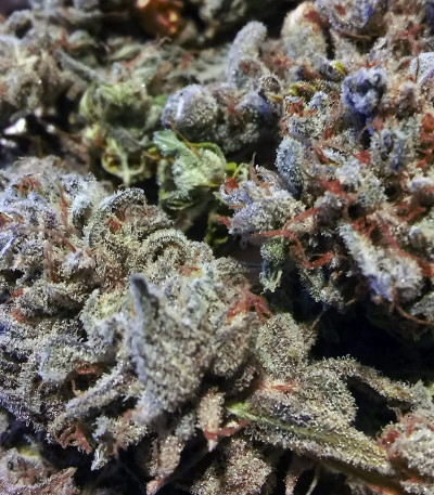 Семена сорта Unknown Kush fem (Delicious Seeds)