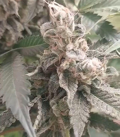 Семена сорта Ice Cream Cake Fast Flowering fem (Humboldt Seed Organization)