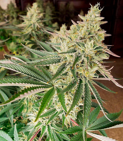 Семена сорта Zookies fem (7CH American)