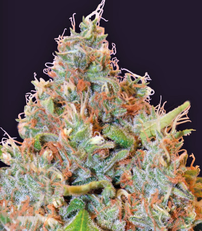 Семена сорта Chronic Thunder fem