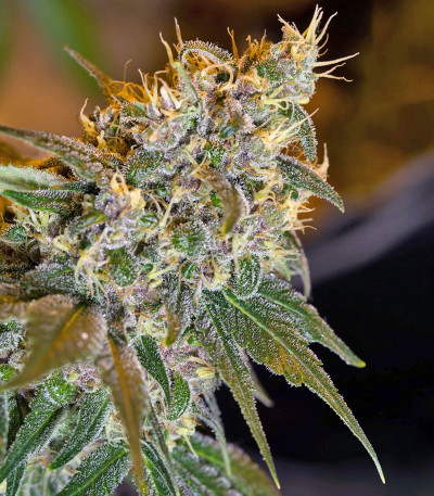 Семена сорта Sweet Special F1 Fast Version fem (Sweet Seeds)