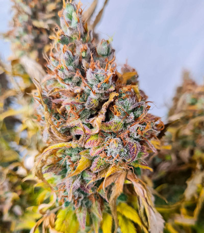 Семена конопли сорта Zoap от 7CH American