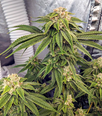 Семена сорта Delicious Cookies fem (Delicious Seeds)