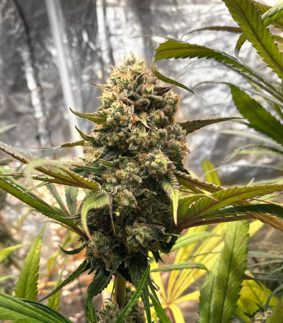 Семена сорта King's Juice (Green House Seeds)