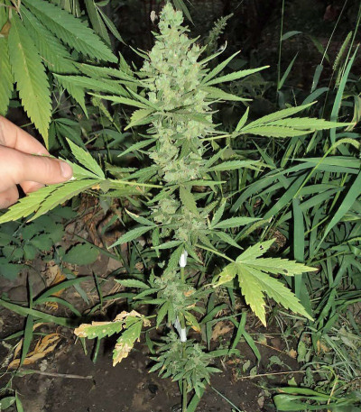 Семена сорта Niagara Auto fem Doctor’s Choice