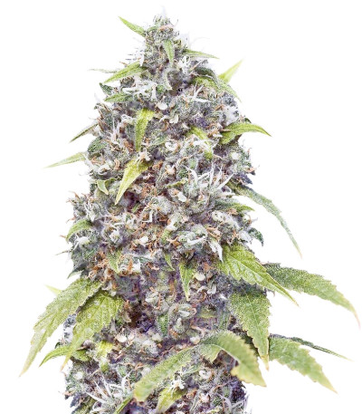 Семена сорта Pure AK fem (Female Seeds)