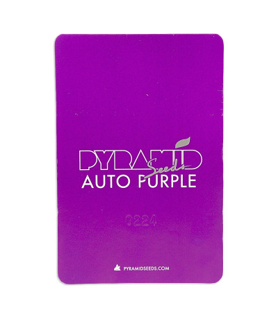 Семена сорта Auto Purple fem (Pyramid Seeds)