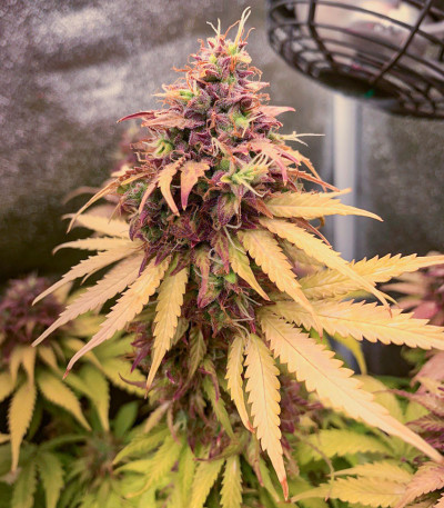 Семена сорта Gorilla Auto fem (Семяныч)