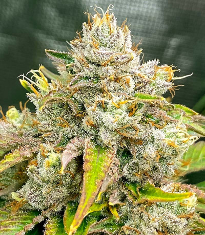 Семена сорта Pulp Friction fem (Green House Seeds)