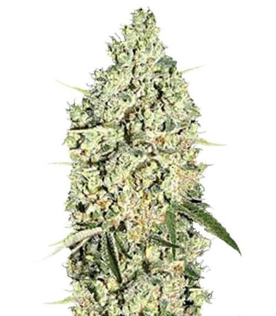 Семена сорта Auto Chronical fem (Bulk Seed Bank)