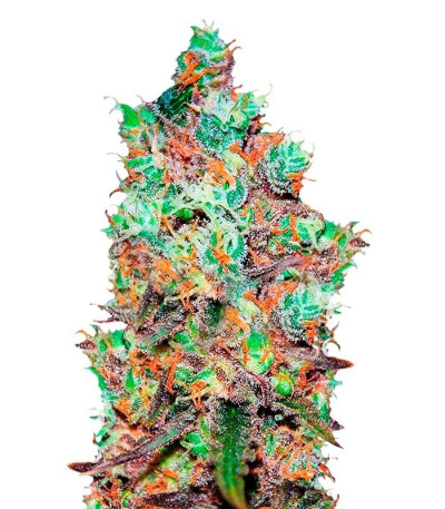 Семена сорта Cotton Candy Kush fem (Delicious Seeds)