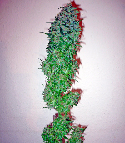 Семена сорта Santa Sativa fem (Dinafem Seeds)