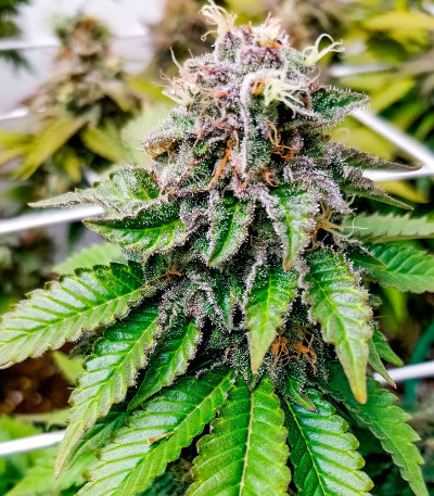 Семена сорта Sherbert Gorilla fem (Dr. Krippling Seeds)