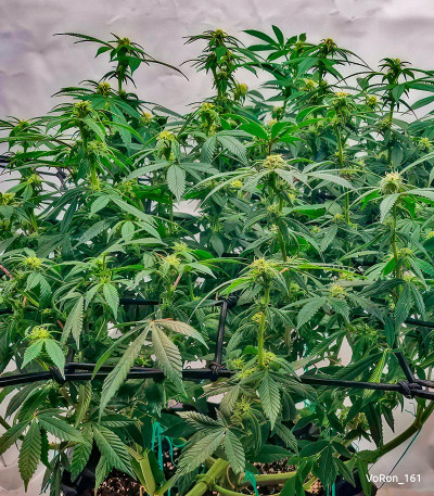 Семена сорта Gorilla fem (Семяныч)