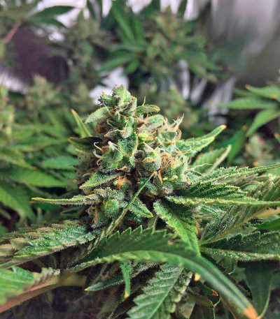 Семена сорта Lemon Skunk fem (Green House Seeds)