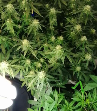 Семена сорта Fruit Punch fem (Heavyweight Seeds)