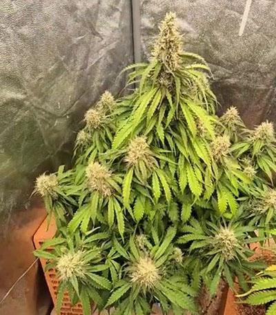 Семена сорта Auto Mazar fem (Dutch Passion)