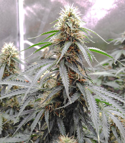 Семена сорта Auto Fresh Candy fem (Pyramid Seeds)