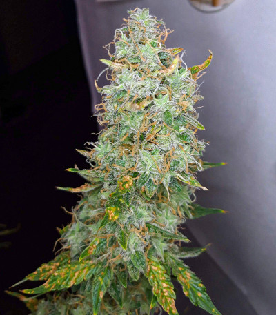 Семена сорта Auto Night Queen fem (Dutch Passion)