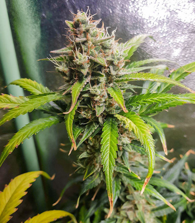 Семена сорта Auto Skywalker Haze fem (Dutch Passion)
