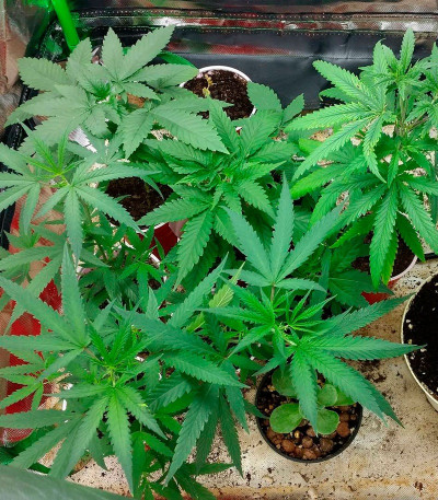 Семена сорта Bud Bud Bling Tingz fem (Dr. Krippling Seeds)