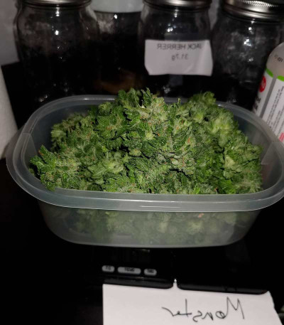 Семена сорта Gorilla Glue (Monster Genetics)