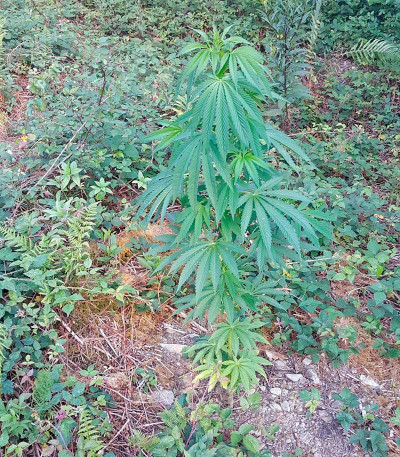 Семена сорта Kilimanjaro fem (World of Seeds)