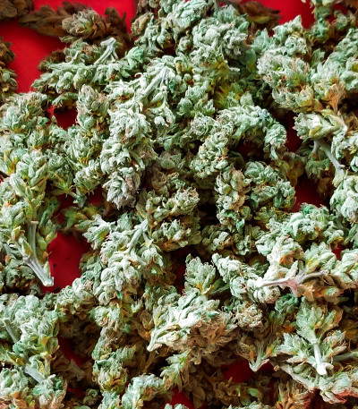 Семена сорта Shiskaberry fem (Семяныч)