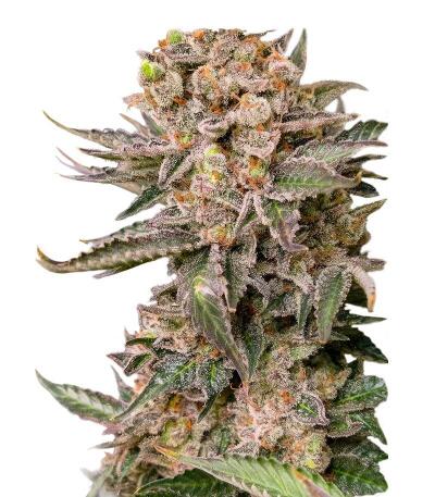 Семена сорта Papaya Frosting fem