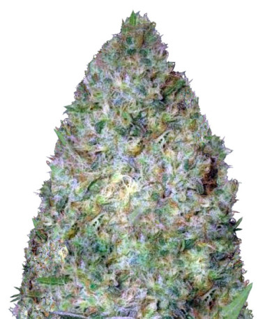 Семена сорта Chronic Monster XXL fem (Victory Seeds)