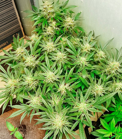 Семена сорта Bruce Banner Auto fem (Семяныч)