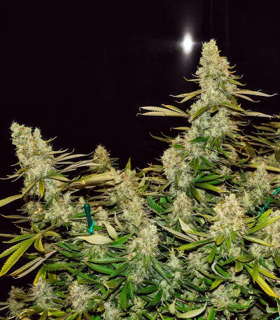 Семена сорта Jealousy Kush fem (Seedkeepers)