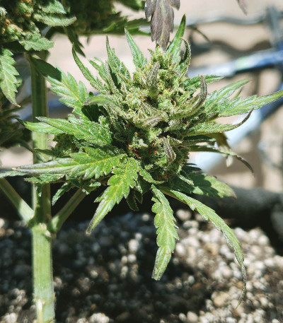 Семена сорта Bruce Banner (Monster Genetics)