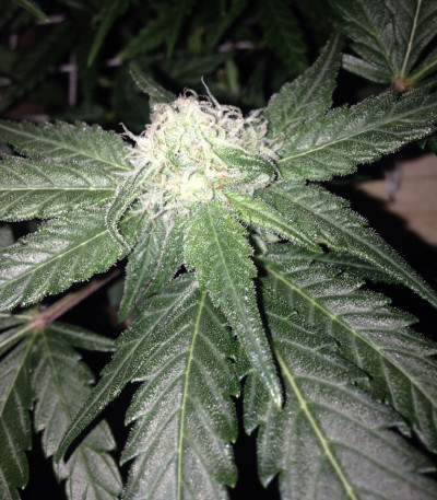 Семена сорта Red Leicester Tease fem (Dr. Krippling Seeds)