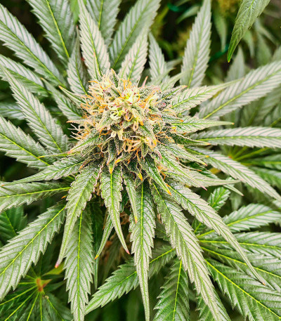 Семена сорта Watermelon Zkittlez Auto fem