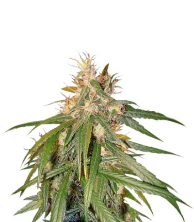 Семена сорта C13 Haze reg