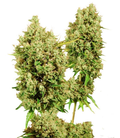 Семена сорта LSD fem (Barney's Farm)