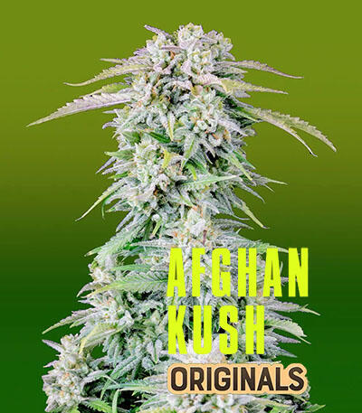 Семена сорта Original Afghan Kush Auto fem (FastBuds)