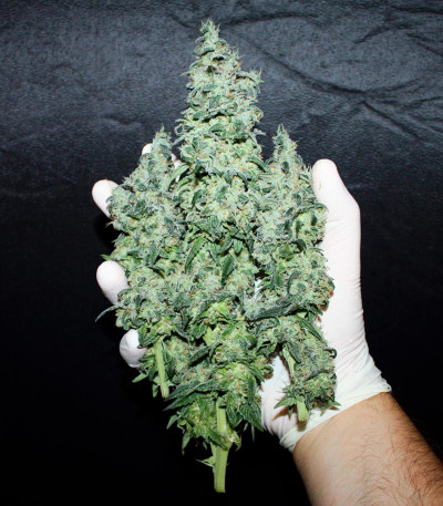 Семена сорта Bubba Slush fem (Green House Seeds)