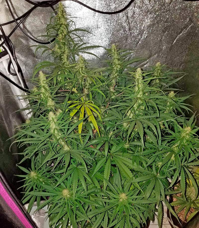 Семена сорта Sterling Haze fem (Nirvana Seeds)