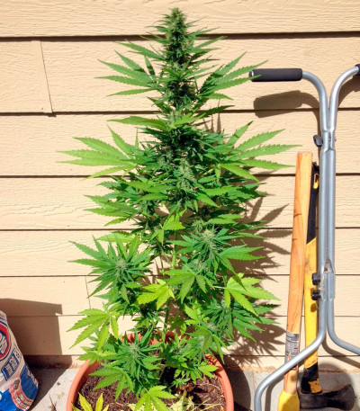 Семена сорта Thai Fantasy Max Auto fem