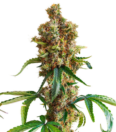 Семена сорта San Bacio Burger fem (Advanced Seeds)