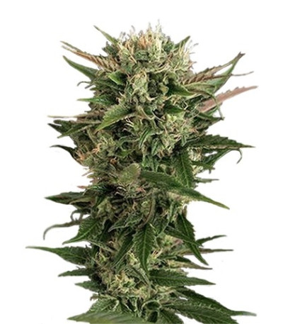 Семена Blue Cheese шишки