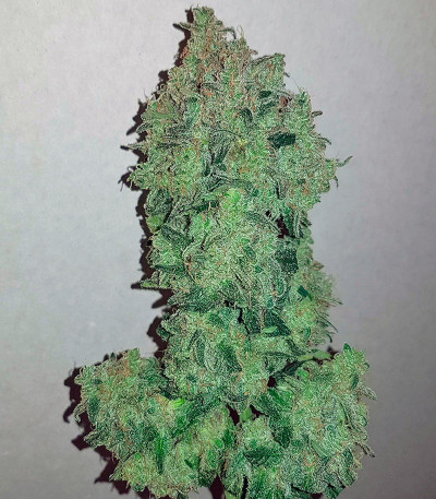 Семена сорта Sweet Trainwreck Auto fem (Sweet Seeds)