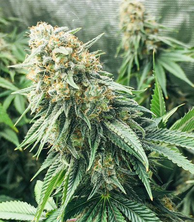 Семена сорта Bruce Banner fem (Семяныч)