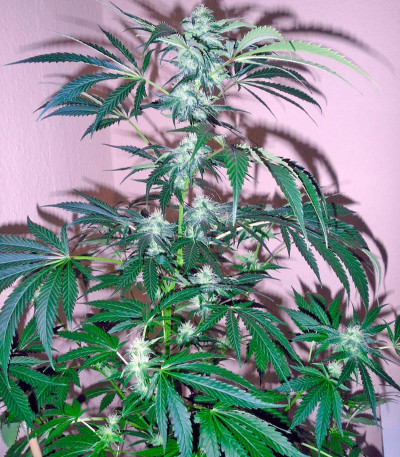 Семена сорта Colombian Gold fem (World of Seeds)