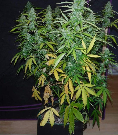 Семена сорта Sugar Black Rose Auto fem (Delicious Seeds)