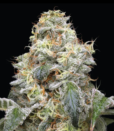 Семена сорта Farmer’s Daughter fem (Humboldt Seed Company)