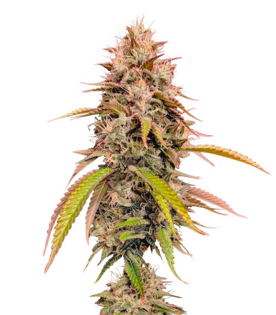 Семена сорта Gorilla Melon fem (FastBuds)