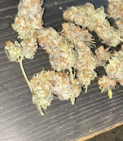 Семена сорта Bruce Banner #3 Fast fem (Original Sensible Seeds)